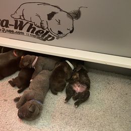 Cane Corso Puppies from Knights of Valor Cane Corso Kennel