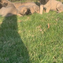 Cockapoo and Mastiff Puppies from SMC Mastiffs / Muddy Boots Doodles