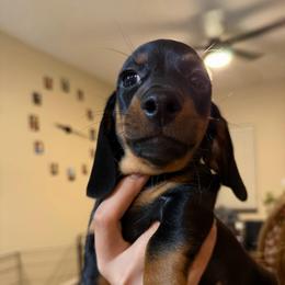 Goose - Black and tan male Dachshund puppy in Surprise, Arizona from Mighty Little Dachshunds