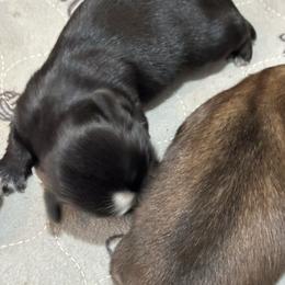 Oreo - Black and white female Shih Tzu puppy in Boaz, Alabama from Happy Haven Farm