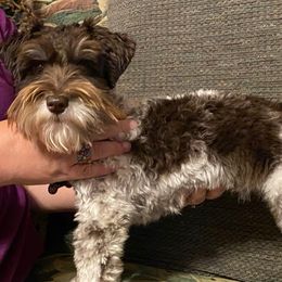 Beatrix - Miniature Schnauzer