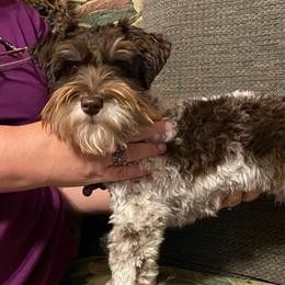 Beatrix - Miniature Schnauzer