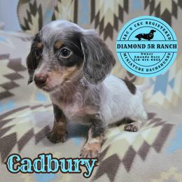 CADBURY - Piebald male Dachshund puppy in Columbia, Louisiana from Diamond 5R Ranch AKC & CKC Miniature Dachshunds
