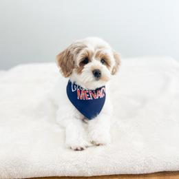 Leprechaun - Parti male Maltipoo puppy in Huntsville, Texas from Nelson Creek Farms