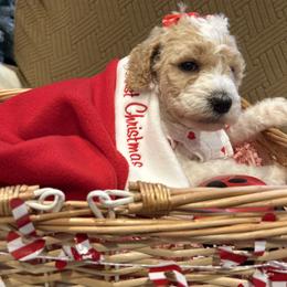 Sadie - Parti female Poodle puppy in Mobile, Alabama from Semmy’s Standard Poodle LLC