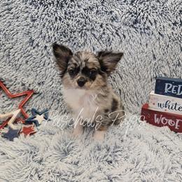 Hendrix - Merle male Chihuahua puppy in Bowdon, Georgia from Paschal's Pups