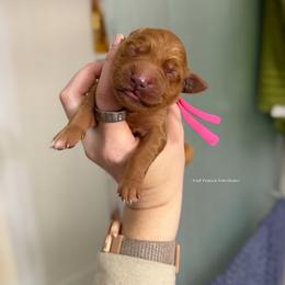Pink - Dark golden female Golden Retriever puppy in Gillete, Wyoming from Red Prairie Retrievers
