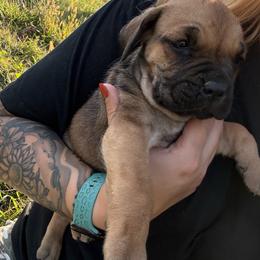 Simon - Fawn male Cane Corso puppy in Brazil, In, Indiana from Lazy A Ranch & Kennels