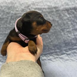 Pearl - Black and rust female Miniature Pinscher puppy in Lancaster, Missouri from White Stone Ranch