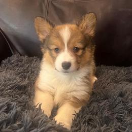 MN - M2 - Sable male Pembroke Welsh Corgi puppy in Stockton, Iowa from Infinity Corgis