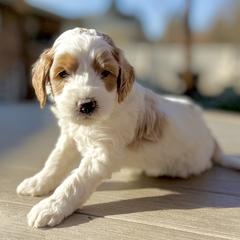 Snickers (Red) - male Golden Mountain Doodle puppy in Twin Falls, Idaho from Magic Valley Family Doodles