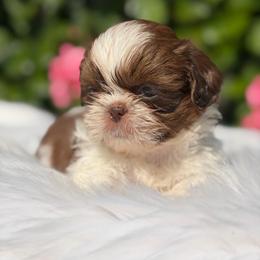 Boy3 - Black and white male Shih Tzu puppy in Covina, California from Shih_doodle_Co