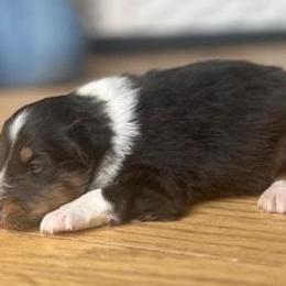 Bear - Sable and white male Shetland Sheepdog puppy in Rockville, Maryland from Robin Rice