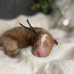 Mr. Black - Apricot male Aussiedoodle puppy in San Antonio, Texas from Lovable Doodles SA