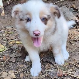 Border Collie Puppies from BC Dogs at the Rodgers