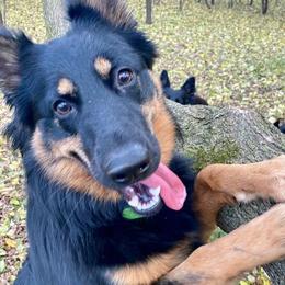 Bohemian Shepherd All Grown Up from Bohemia Schubertus