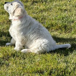 Golden Retriever Puppies from Bramble Berry Goldens