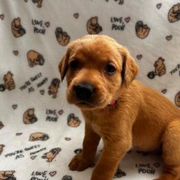 Queen - Yellow female Labrador Retriever puppy in Melrose, New Mexico from ECMO Farm Dalmatians & Labrador Retrievers
