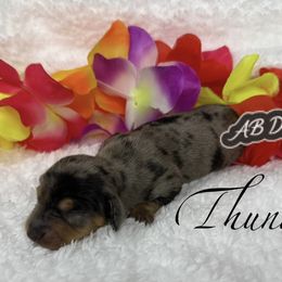 Thunder - Dapple male Dachshund puppy in Mesquite, Texas from AB Dachshund
