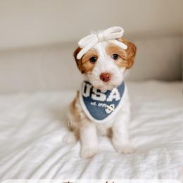 First Mate - Yachties - Caramel female Australian Labradoodle puppy in Syracuse, Indiana from The Doodle Cove