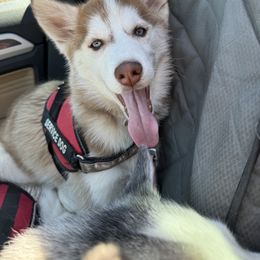 Siberian Husky Puppies from Young Orchard Siberians