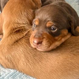 Matilda - Chocolate and tan female Dachshund puppy in Orlando, Florida from Weiner Wunderland of Central Florida