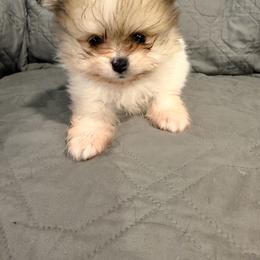 Chewie - Cream parti male Pomeranian puppy in Salem, Oregon from PNW Dynasty Poms