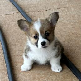 RUPERT AKC - Sable male Pembroke Welsh Corgi puppy in Hinton, Oklahoma from Green Cloud Ranch