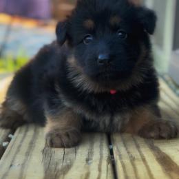 Pink - Black and red female German Shepherd puppy in Pickens, South Carolina from Von Maqqedah Haus German Shepherds