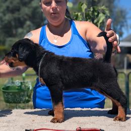 Red - Black and mahogany male Rottweiler puppy in Oroville, California from Von Brennan kennels