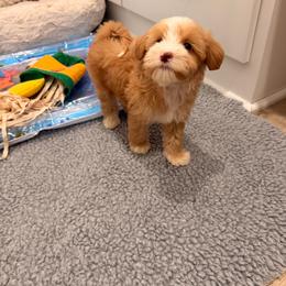 Jasper - Caramel male Australian Labradoodle puppy in Nashville, Tennessee from SF Australian Labradoodles