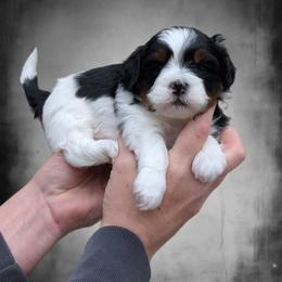 Symphony - Black and white male Shihpoo puppy in Coshocton, Ohio from Forever Family Puppies