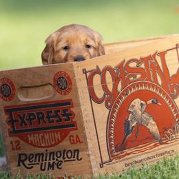 Girl 1 - Dark golden female Golden Retriever puppy in Ramsey, Minnesota from Nelson Retrievers