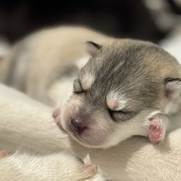 Siberian Husky Puppies from Coldwind Kennel