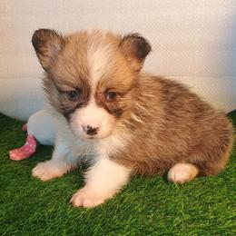 Medicine Lake - Sable female Pembroke Welsh Corgi puppy in Ellensburg, Washington from Faery Mount Farm