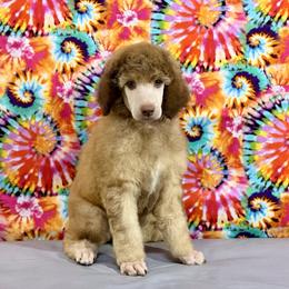 Grey Collar - Brown male Poodle puppy in Houma, Louisiana from Smart Azz Poodles