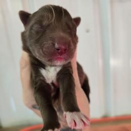 3 - Brown and white male Siberian Husky puppy in Addison, Michigan from Gray Run Siberian Huskies