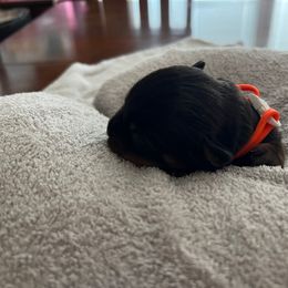 Rottweiler Puppies from Thistle Wild Rottweilers