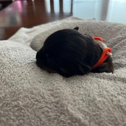 Rottweiler Puppies from Thistle Wild Rottweilers