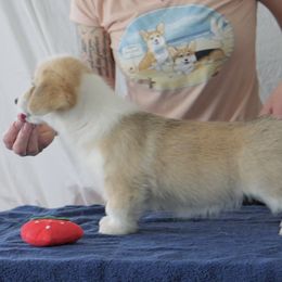 Viola - Red Pembroke Welsh Corgi puppy in Delaware from Golden Feathers