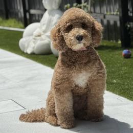 Molly - Goldendoodle