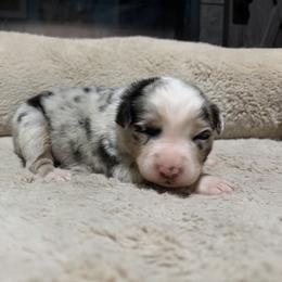 Digory - Blue merle male Australian Shepherd puppy in Terryville, Connecticut from Spirited Aussies