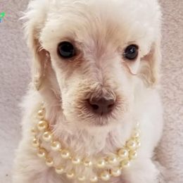 Poodles from Sandhallow Standard Poodles