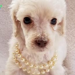 Poodles from Sandhallow Standard Poodles