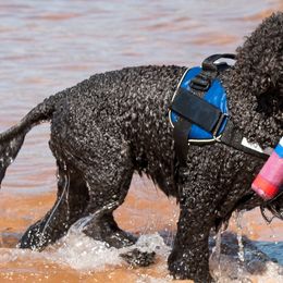 Portuguese Water Dogs from Belladonna Farm Portuguese Water Dogs