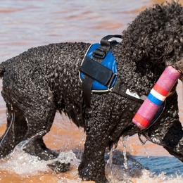 Portuguese Water Dogs from Belladonna Farm Portuguese Water Dogs