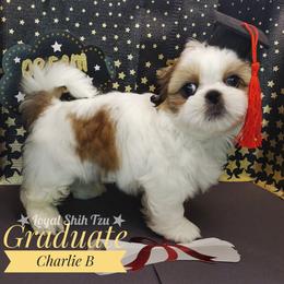 Charlie Brown - Black gold and white male Shih Tzu puppy in Peoria, Arizona from Loyal Shih Tzu