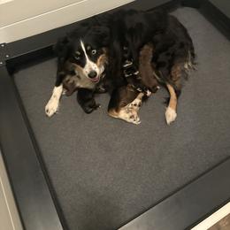 Rex - Blue merle male Miniature Australian Shepherd puppy in Fort Smith, Arkansas from Rye Hill Aussies