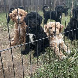 Aussiedoodle, Bernedoodle, and Goldendoodle Puppies from Parrish Precious Ones Missouri