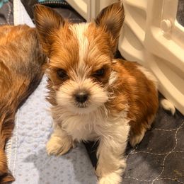 Sparkle girl 1 - Parti female Yorkshire Terrier puppy in Machesney Park, Illinois from Three Yorkie Family